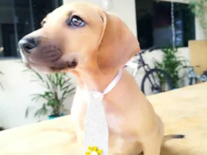 Cachorro raça SRD-ViraLata idade 2 a 6 meses nome Dengo