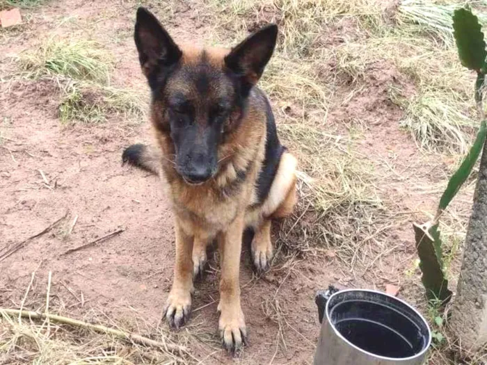 Cachorro ra a Pastor Alemão idade 2 anos nome Diana