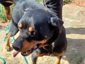 Cachorro raça Rottweiler idade 4 anos nome VICKI
