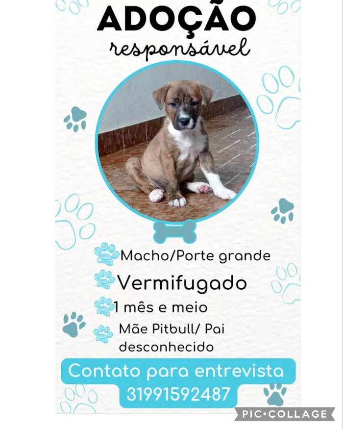 Cachorro raça Sem raça definida  idade Abaixo de 2 meses nome Nino