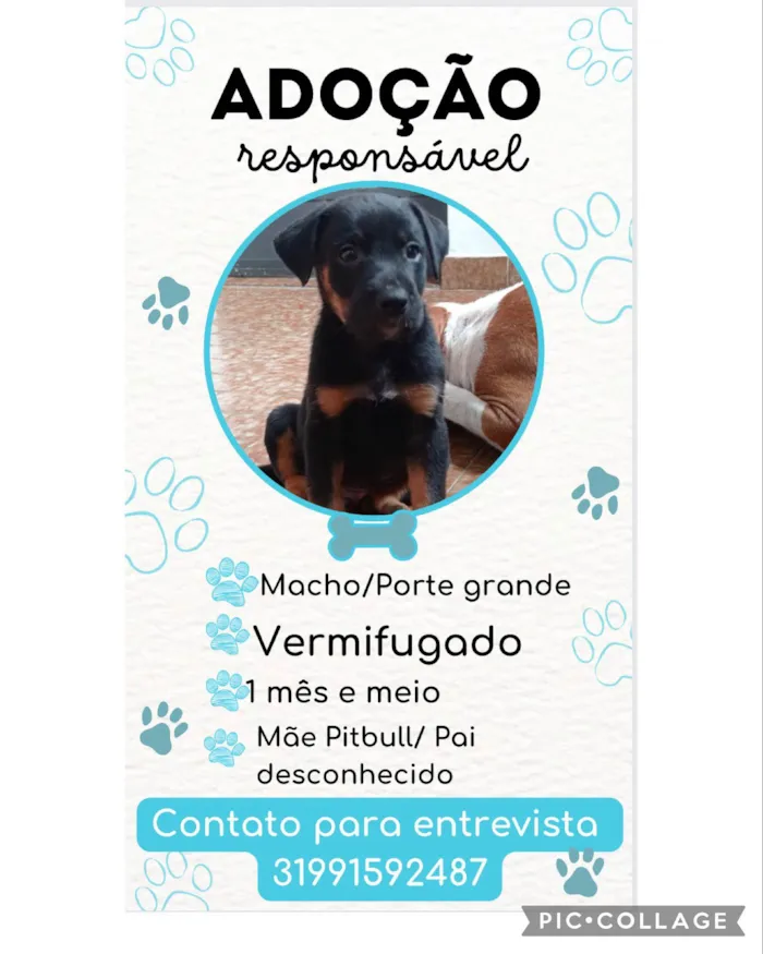 Cachorro raça SRD idade Abaixo de 2 meses nome Gael