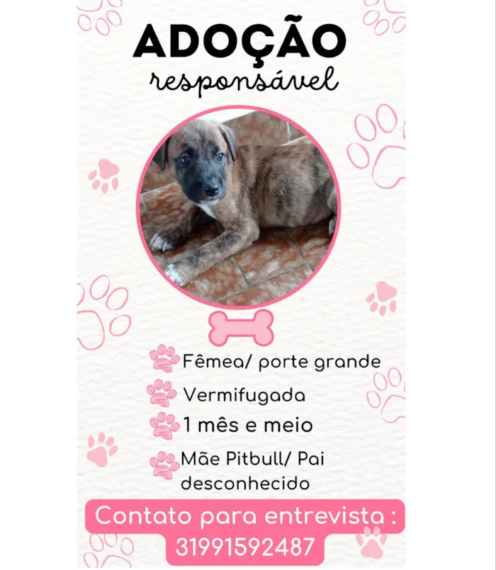 Cachorro raça SRD idade Abaixo de 2 meses nome Nina