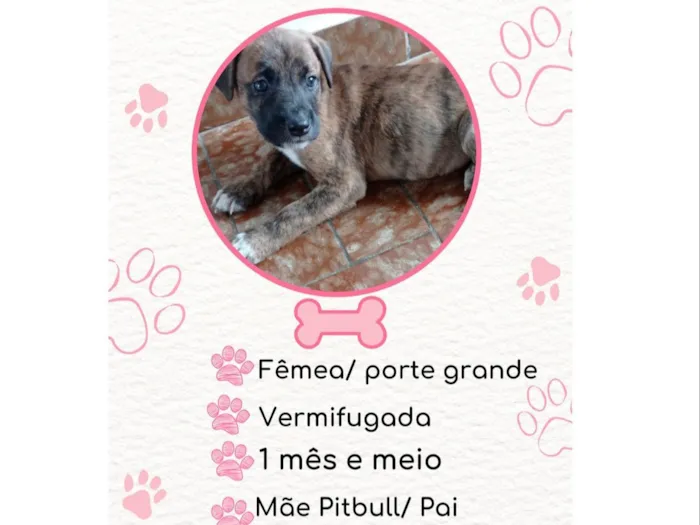Cachorro raça SRD idade Abaixo de 2 meses nome Nina