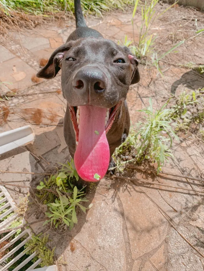 Cachorro ra a SRD-ViraLata idade 2 a 6 meses nome Neguinho