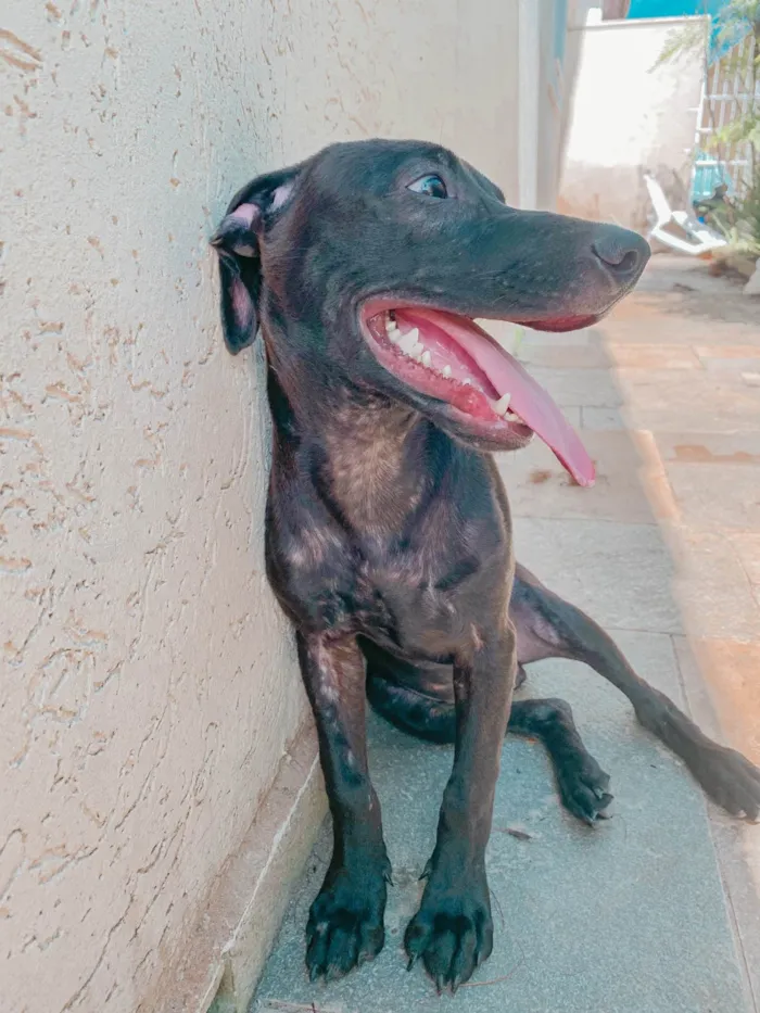 Cachorro ra a SRD-ViraLata idade 2 a 6 meses nome Neguinho