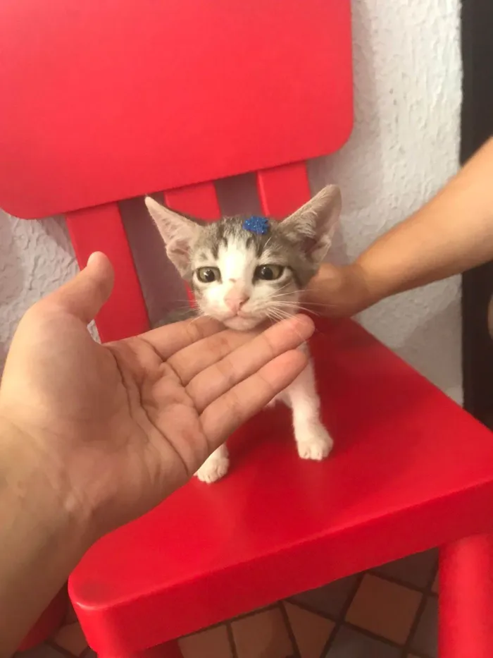 Gato ra a Srd idade Abaixo de 2 meses nome Sem nome