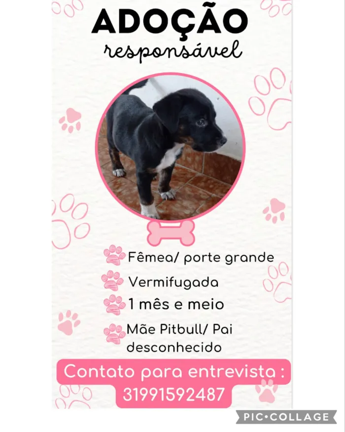 Cachorro raça SRD idade Abaixo de 2 meses nome Tina