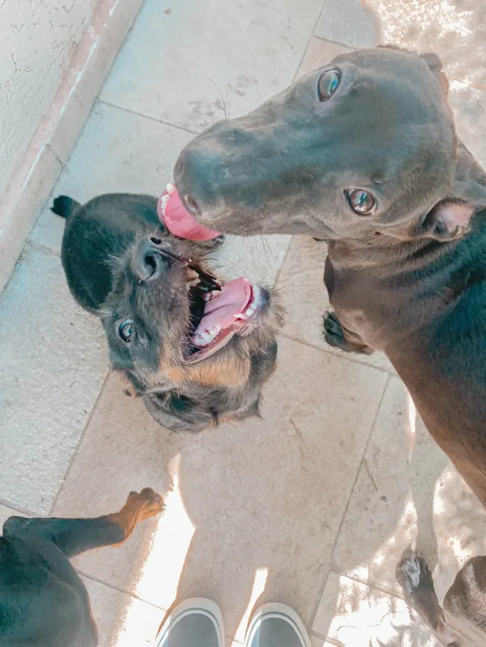 Cachorro ra a SRD-ViraLata idade 2 a 6 meses nome Baixinha