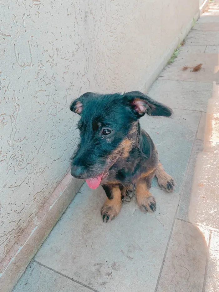 Cachorro ra a SRD-ViraLata idade 2 a 6 meses nome Baixinha