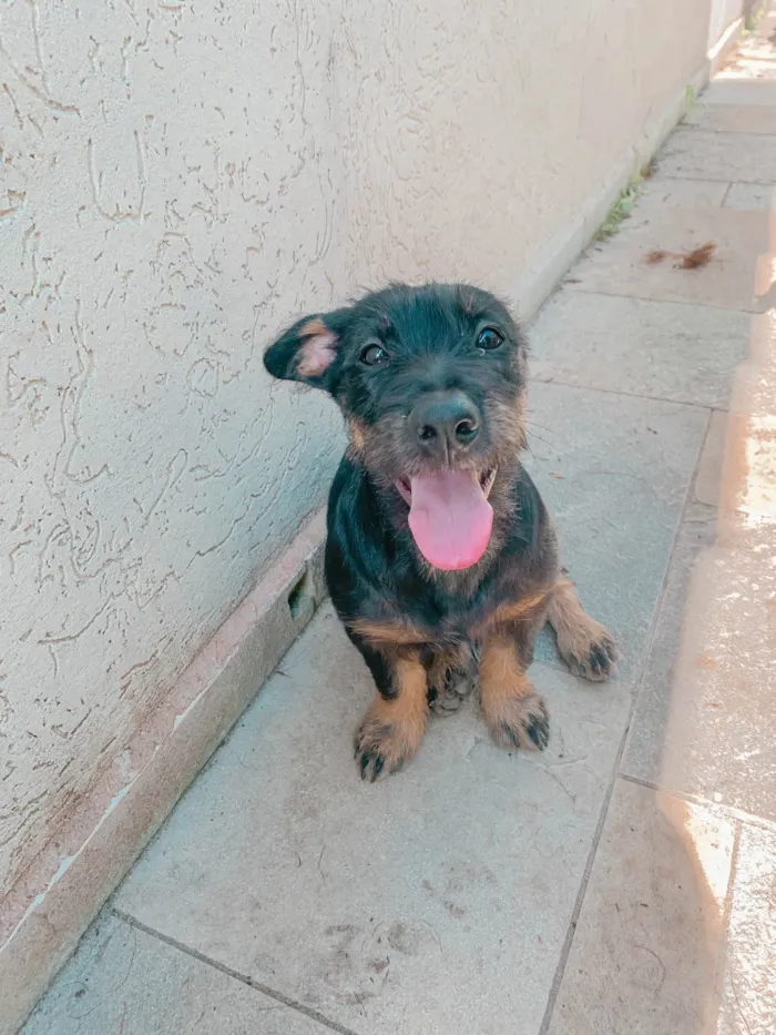 Cachorro ra a SRD-ViraLata idade 2 a 6 meses nome Baixinha