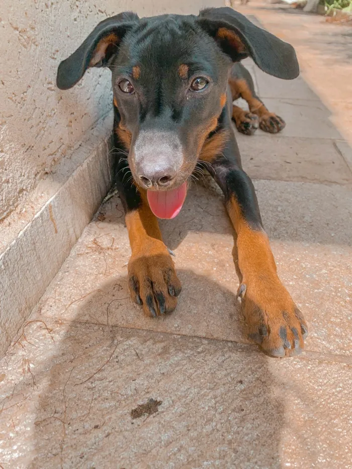 Cachorro ra a SRD-ViraLata idade 2 a 6 meses nome Paçoca