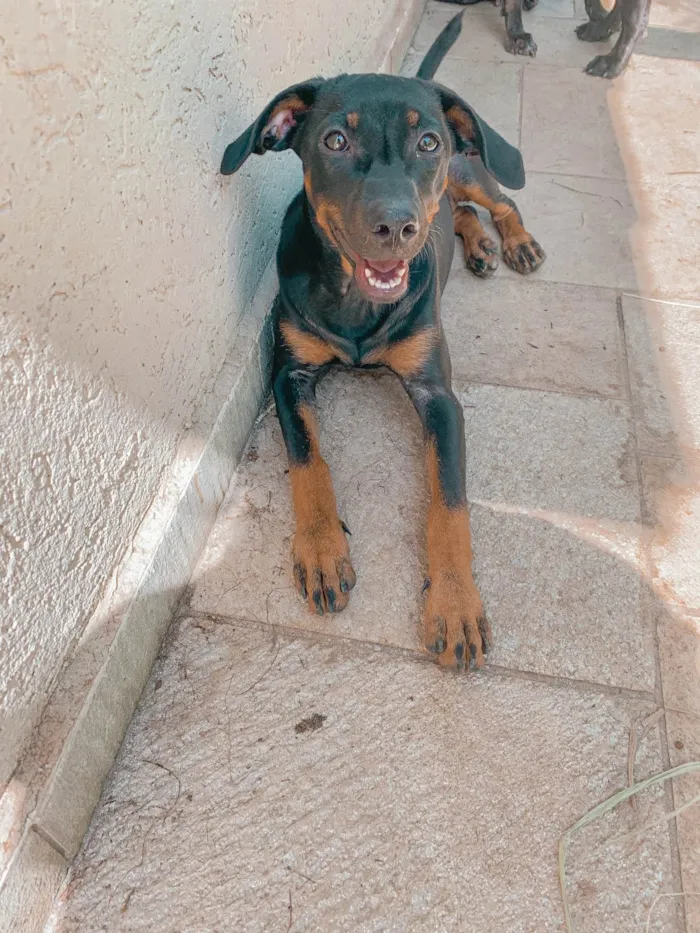 Cachorro ra a SRD-ViraLata idade 2 a 6 meses nome Paçoca