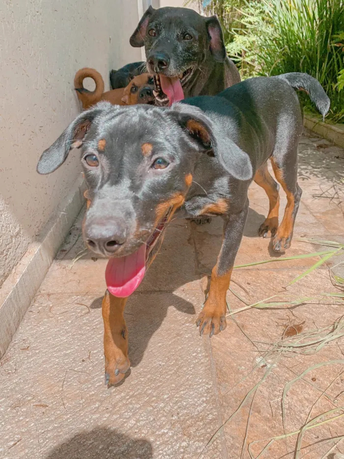 Cachorro ra a SRD-ViraLata idade 2 a 6 meses nome Paçoca