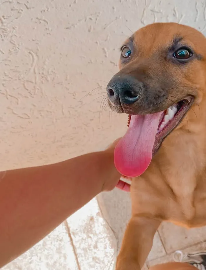 Cachorro ra a SRD-ViraLata idade 2 a 6 meses nome Pipoca