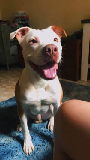 Cachorro raça Pit-Bull idade 1 ano nome Thor 