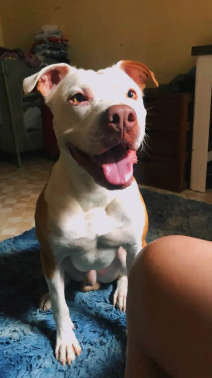 Cachorro ra a Pit-Bull idade 1 ano nome Thor 