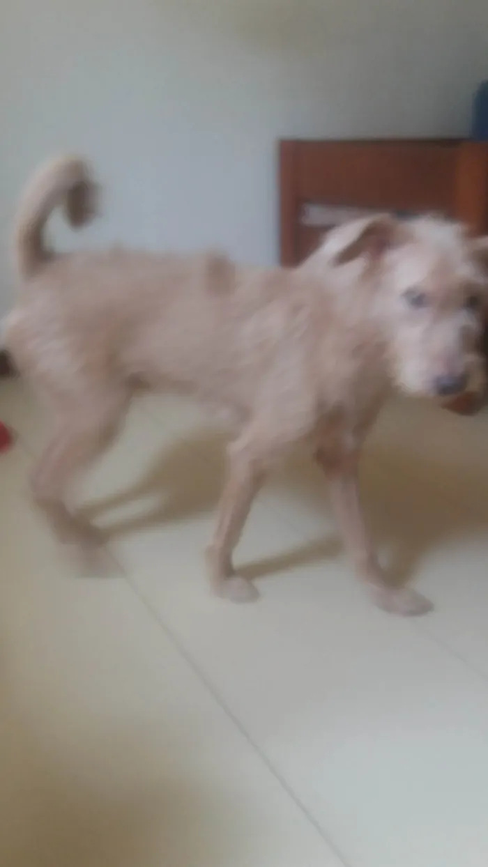 Cachorro ra a SRD-ViraLata idade 4 anos nome Zeus