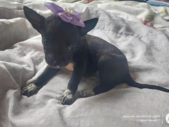 Cachorro ra a SRD-ViraLata idade 2 a 6 meses nome Wandinha