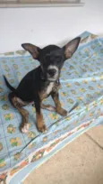 Pequena 