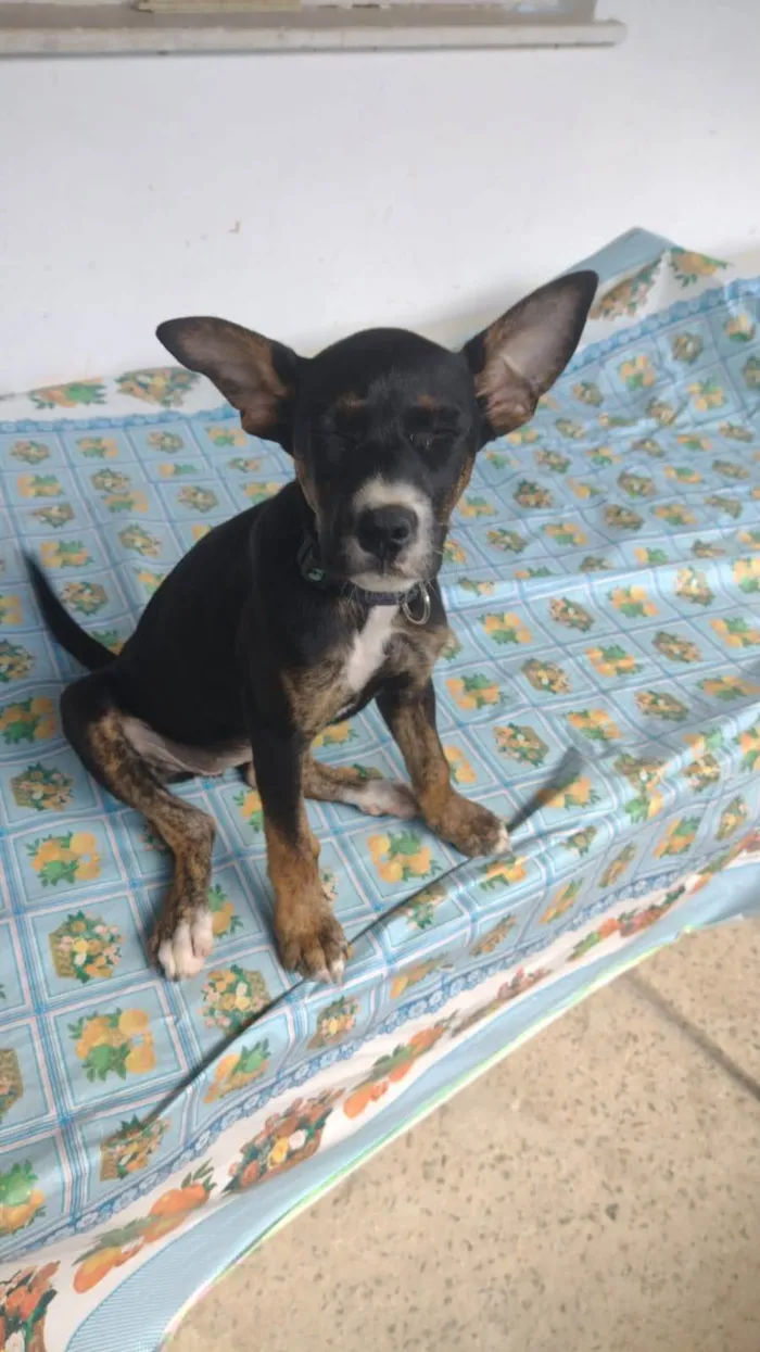 Cachorro ra a SRD-ViraLata idade 2 a 6 meses nome Pequena 