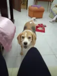 Fofa