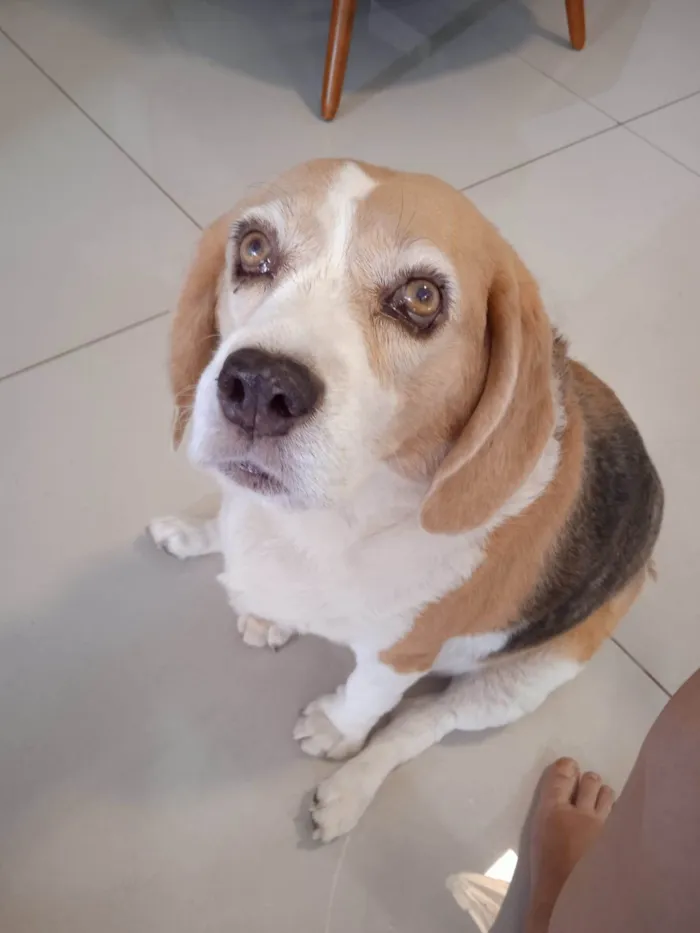 Cachorro ra a Beagle idade 6 ou mais anos nome Fofa