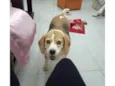 Fofa