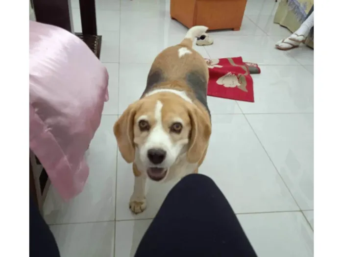 Cachorro raça Beagle idade 6 ou mais anos nome Fofa