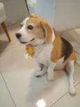 Fofa