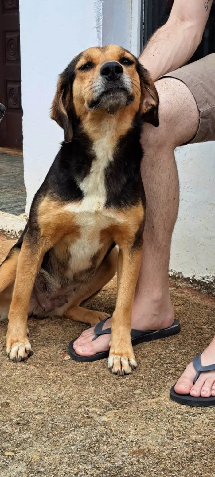 Cachorro ra a SRD-ViraLata idade 3 anos nome Joaninha