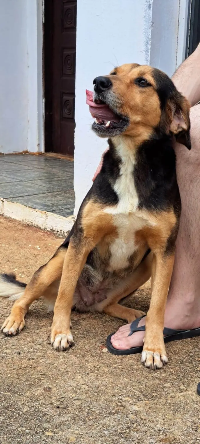 Cachorro ra a SRD-ViraLata idade 3 anos nome Joaninha