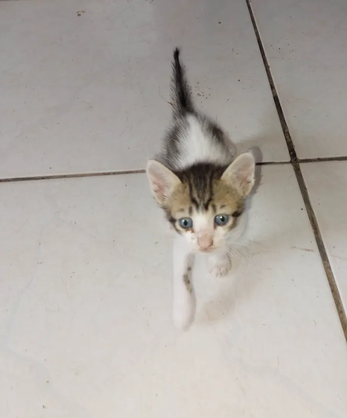 Gato raça SRD idade Abaixo de 2 meses nome Não definido 