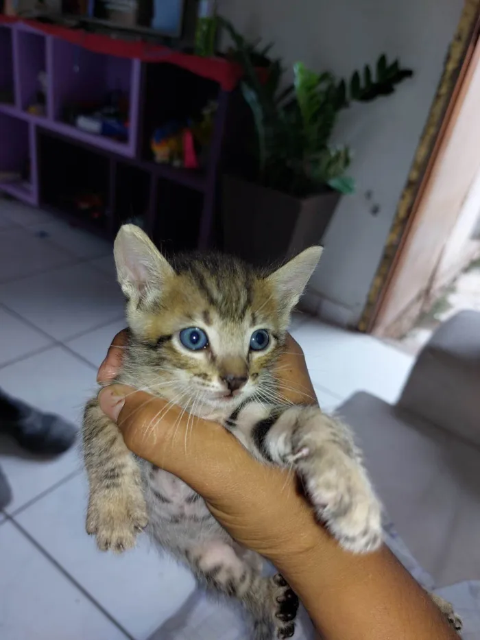 Gato raça SRD idade Abaixo de 2 meses nome Não definido 