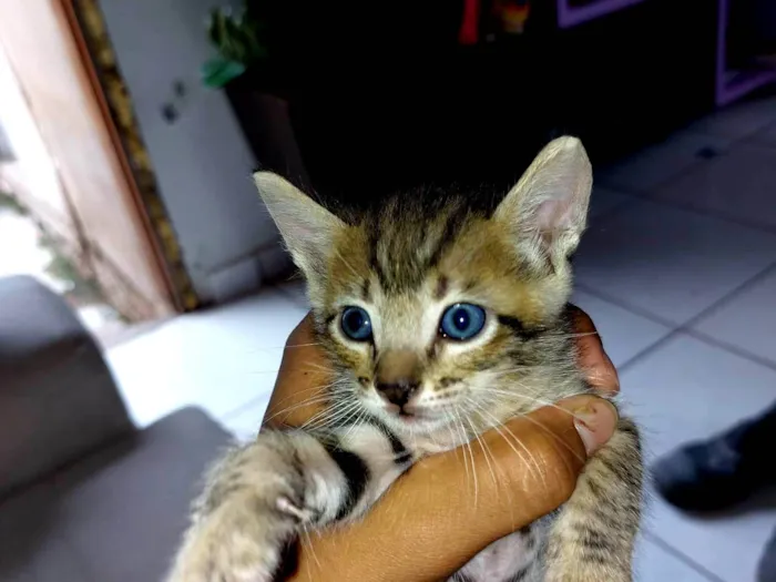 Gato raça SRD idade Abaixo de 2 meses nome Não definido 
