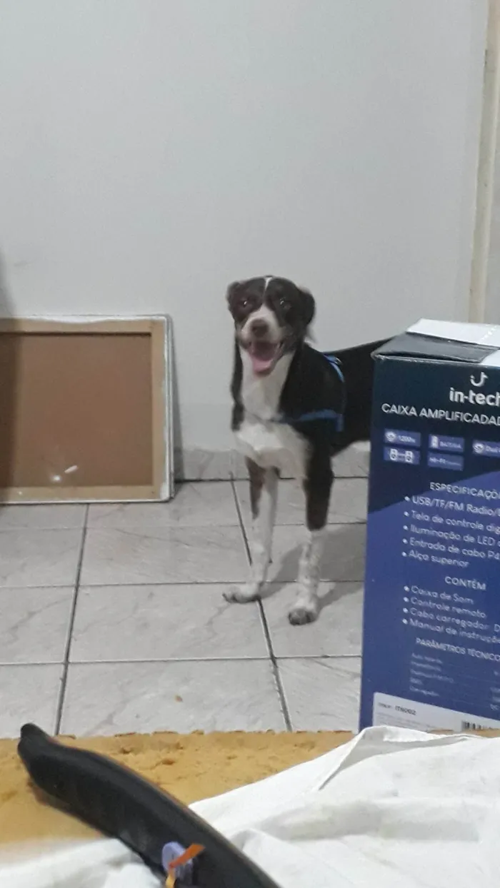 Cachorro ra a N sei  idade 2 a 6 meses nome Coraçao