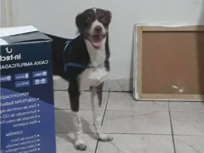 Cachorro ra a N sei  idade 2 a 6 meses nome Coraçao