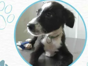 Cachorro raça Sem raça definida idade 2 a 6 meses nome Bidu