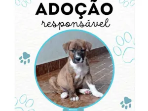 Cachorro raça Sem raça definida  idade Abaixo de 2 meses nome Nino