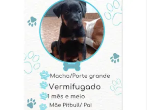 Cachorro raça SRD idade Abaixo de 2 meses nome Gael