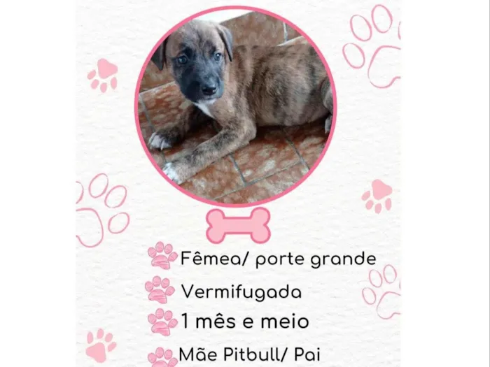Cachorro raça SRD idade Abaixo de 2 meses nome Nina