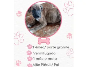 Cachorro raça SRD idade Abaixo de 2 meses nome Nina