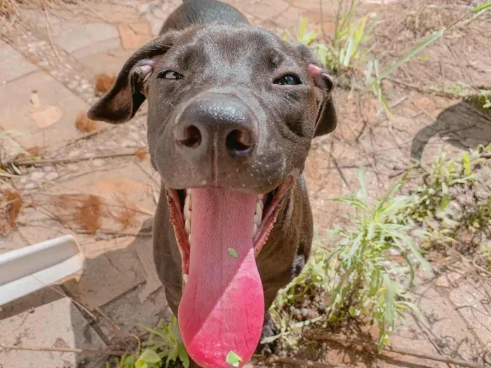 Cachorro ra a SRD-ViraLata idade 2 a 6 meses nome Neguinho