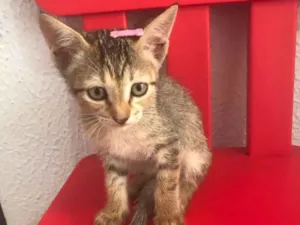 Gato raça Srd idade Abaixo de 2 meses nome Sem nome