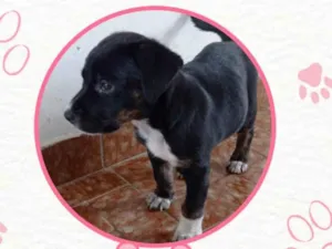 Cachorro raça SRD idade Abaixo de 2 meses nome Tina
