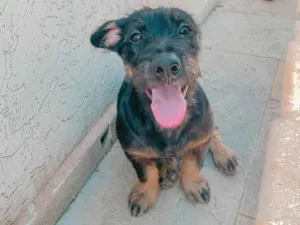 Cachorro raça SRD-ViraLata idade 2 a 6 meses nome Baixinha