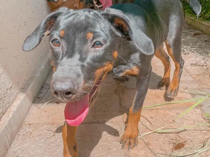 Cachorro ra a SRD-ViraLata idade 2 a 6 meses nome Paçoca