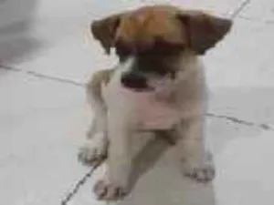Cachorro raça SRD-ViraLata idade Abaixo de 2 meses nome mel