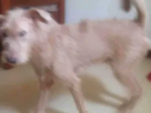 Cachorro raça SRD-ViraLata idade 4 anos nome Zeus