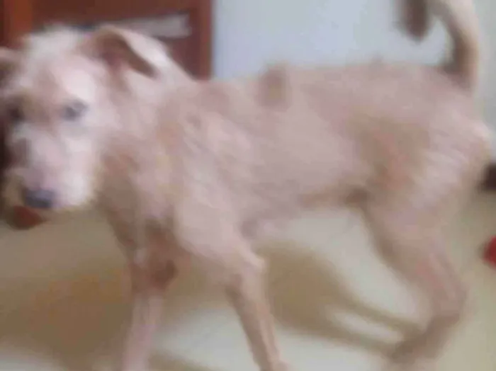 Cachorro ra a SRD-ViraLata idade 4 anos nome Zeus