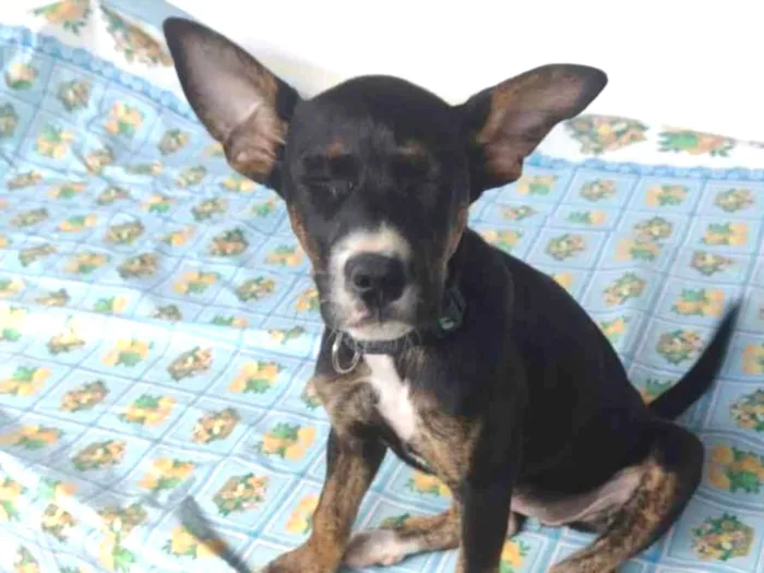 Cachorro ra a SRD-ViraLata idade 2 a 6 meses nome Pequena 